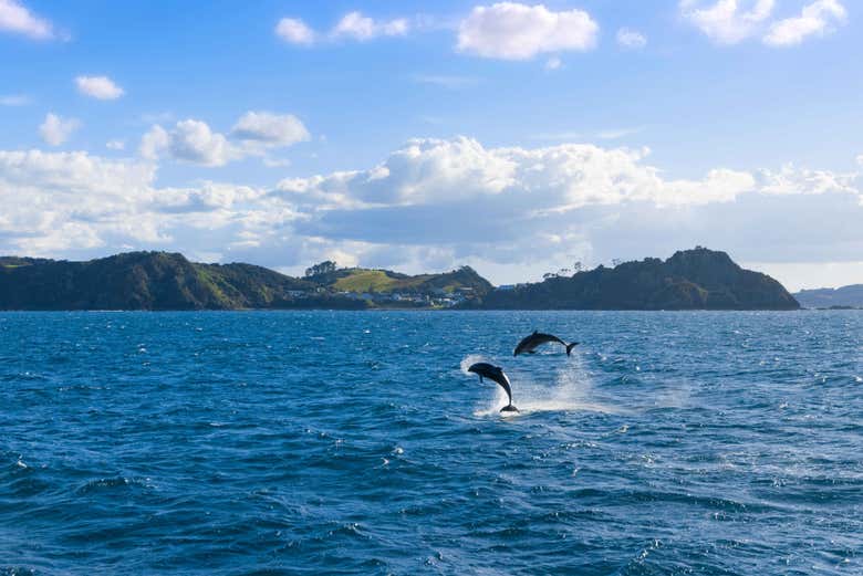 Excursión a Bahía de las Islas