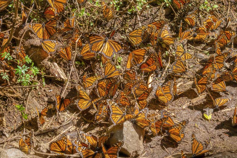Excursión al Valle de Bravo y santuario de mariposas monarca