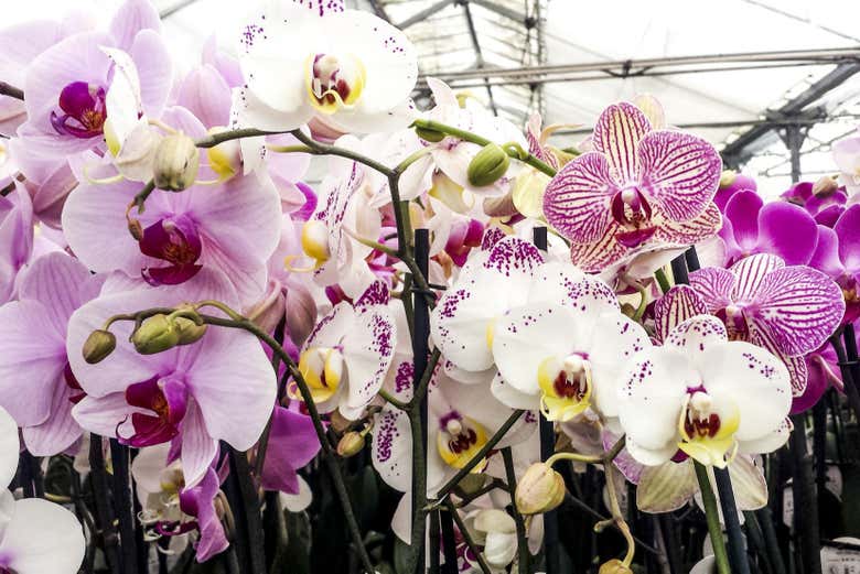 Tour de las orquídeas