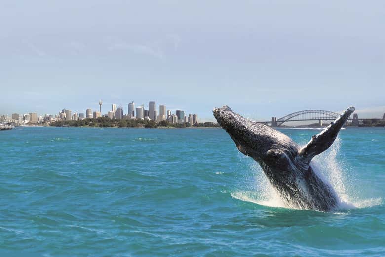 Avistamiento de ballenas en Sídney