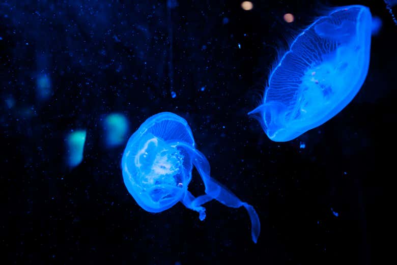 Entrada a Dubai Aquarium - Galería 2