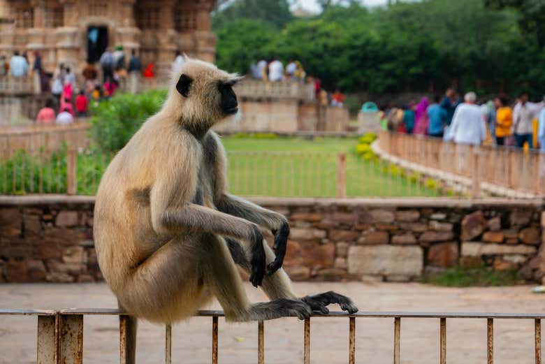 Excursión privada al templo de Brahma y fuerte Chittorgarh - Galería 2