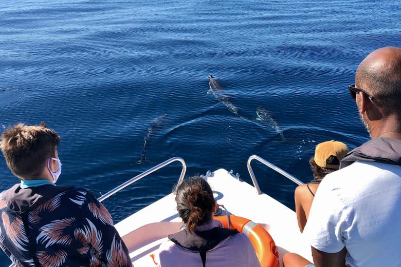 Avistamiento de delfines en Faro