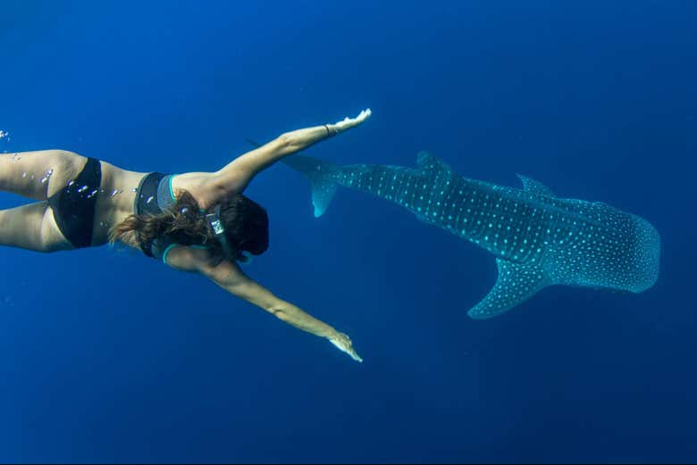 Nado con tiburones ballena en Puerto Princesa
