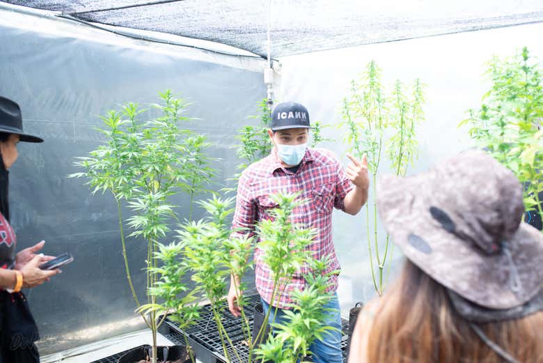 Tour del cannabis por Rionegro