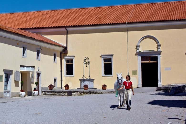 Excursión a Lipica y cuevas de Skocjan
