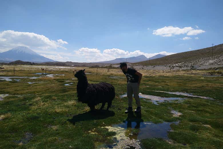 Excursión a las montañas de colores de Suriplaza