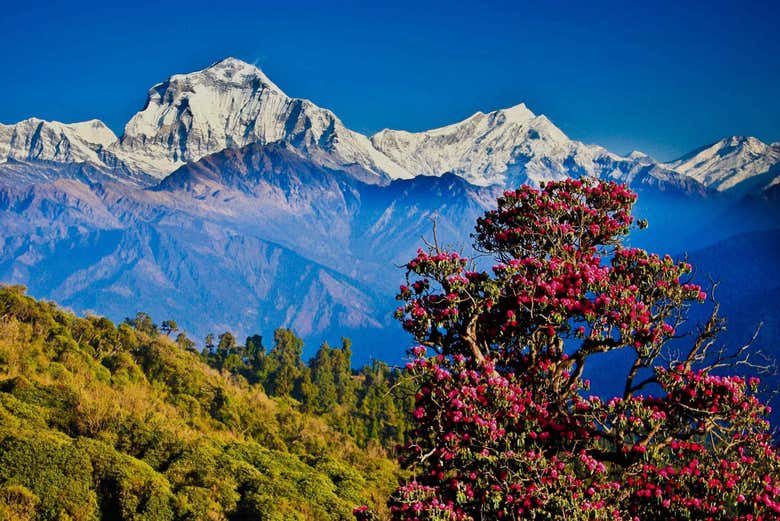 Trekking de 3 días por Poon Hill y Ghorepani - Galería 2