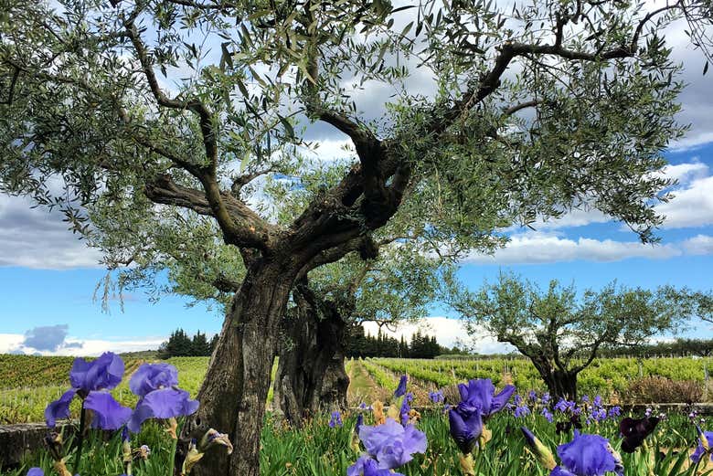 Cata de vinos y aceites en el Languedoc