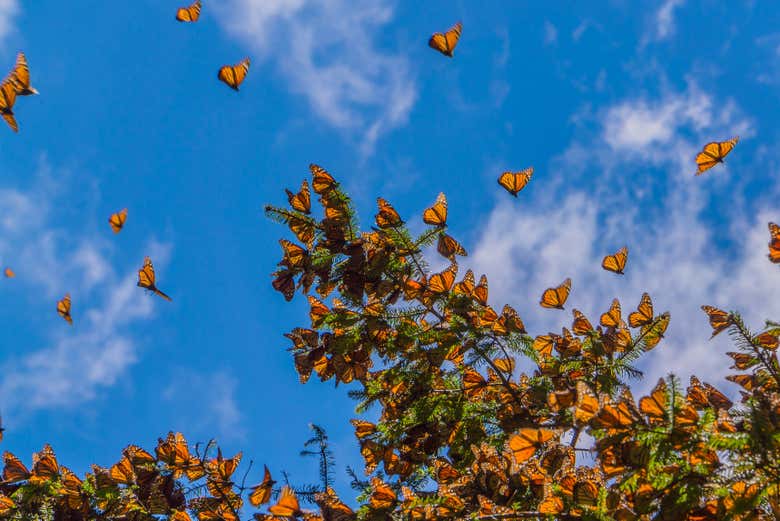 Excursión al santuario de mariposas monarca Sierra Chincua