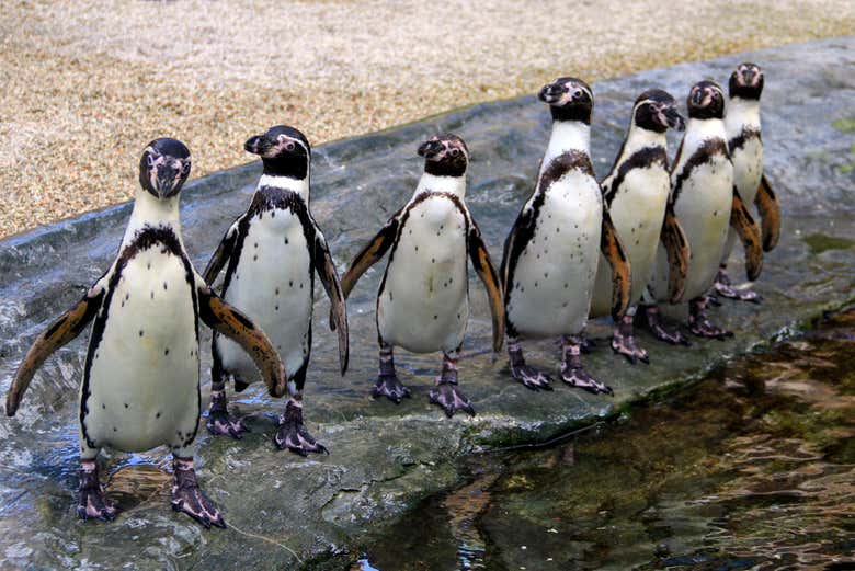 Avistamiento de pingüinos en la isla Cachagua