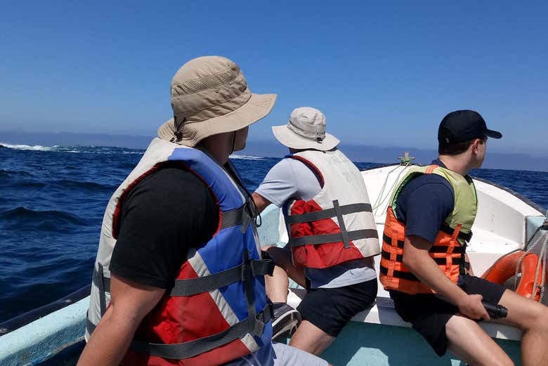 Avistamiento de pingüinos en la isla Cachagua - Galería 2