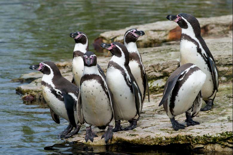 Avistamiento de pingüinos en la isla Cachagua
