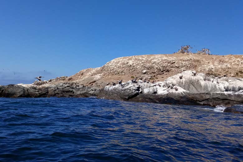 Avistamiento de pingüinos en la isla Cachagua - Galería 1