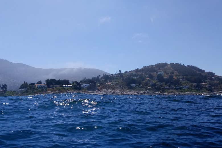 Avistamiento de pingüinos en la isla Cachagua - Galería 2