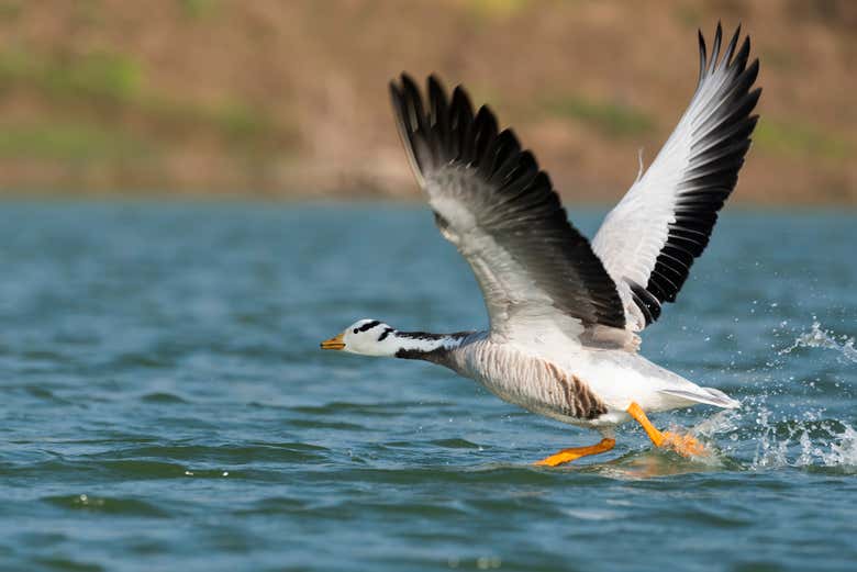 Safari por el valle del Chambal