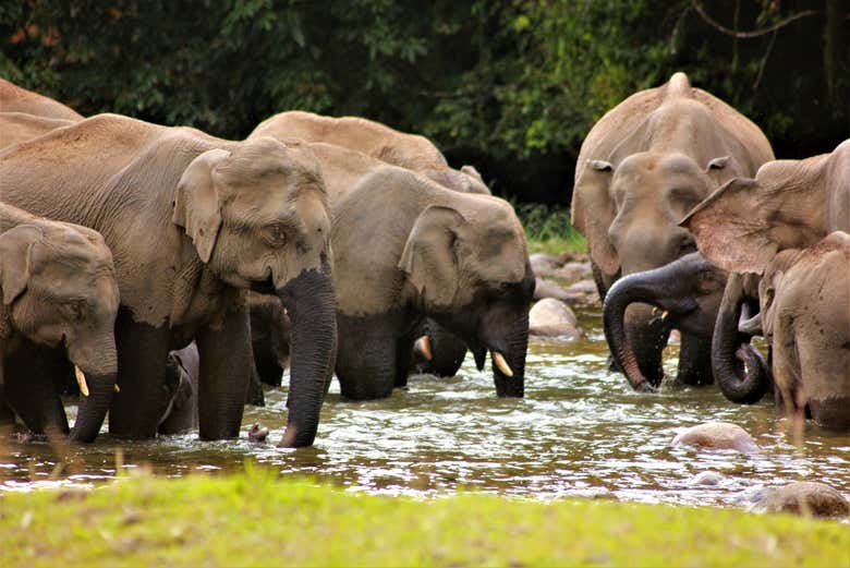 Tour privado en 4x4 por las cascadas de Munnar