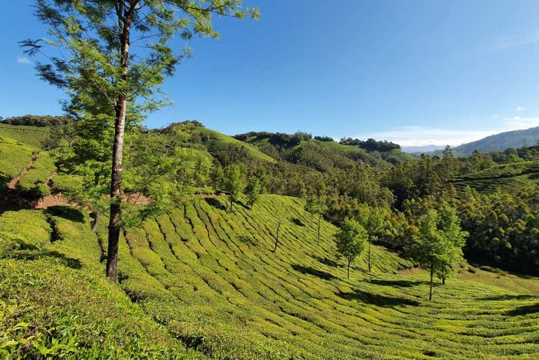 Tour privado en 4x4 por las cascadas de Munnar