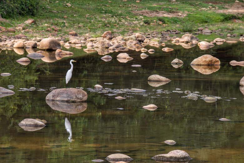 Excursión privada al mirador de elefantes de Anakulam - Galería 2