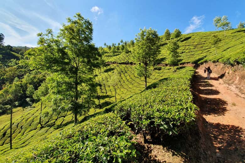 Senderismo por las colinas de Letchmi y las plantaciones de té de Munnar