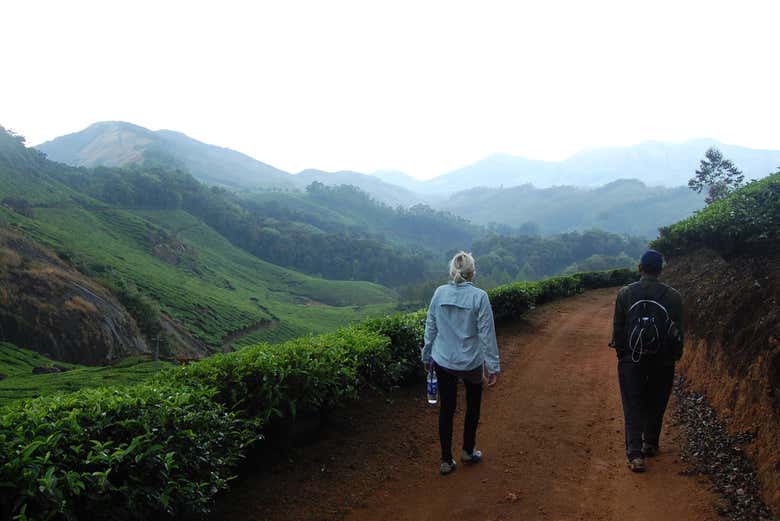 Senderismo por las colinas de Letchmi y las plantaciones de té de Munnar
