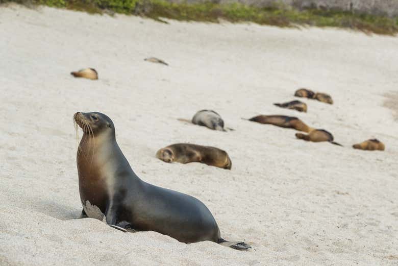 Tour por la parte alta de la Isla de San Cristóbal