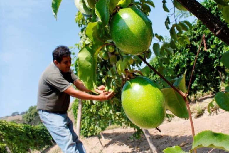 Tour del maracuyá por la Sierra Nevada de Santa Marta - Galería 2