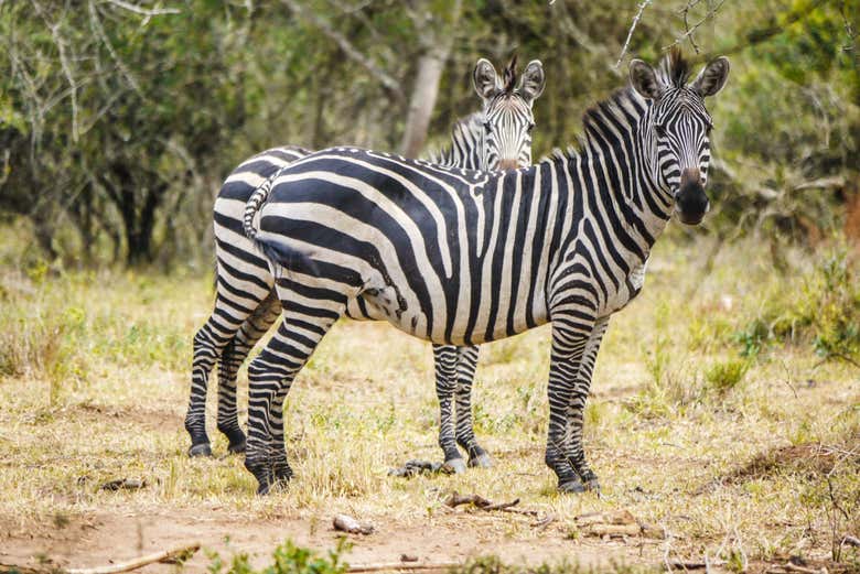 Safari de 2 días por el Parque Nacional del Lago Mburo