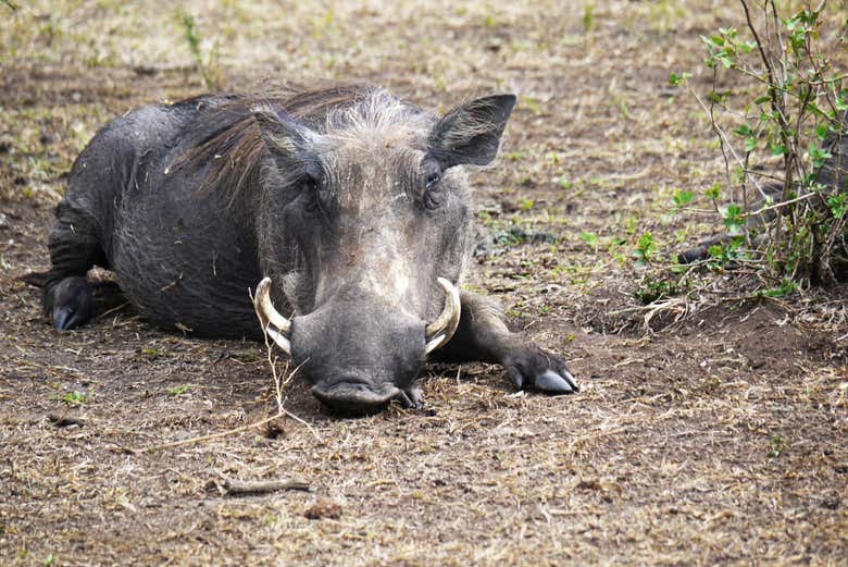 Safari de 2 días por el Parque Nacional del Lago Mburo
