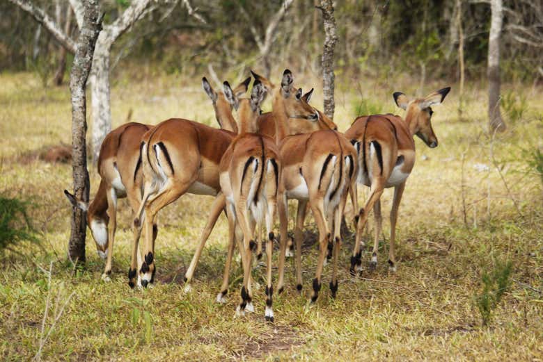 Safari de 2 días por el Parque Nacional del Lago Mburo