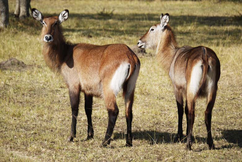 Safari de 2 días por el Parque Nacional del Lago Mburo