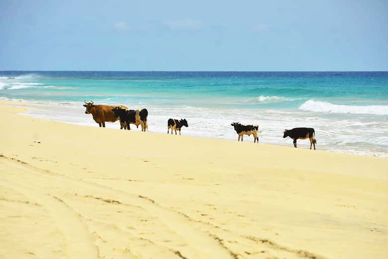 Playa de Santa Mónica, desierto de Viana y cuevas de Varandinha