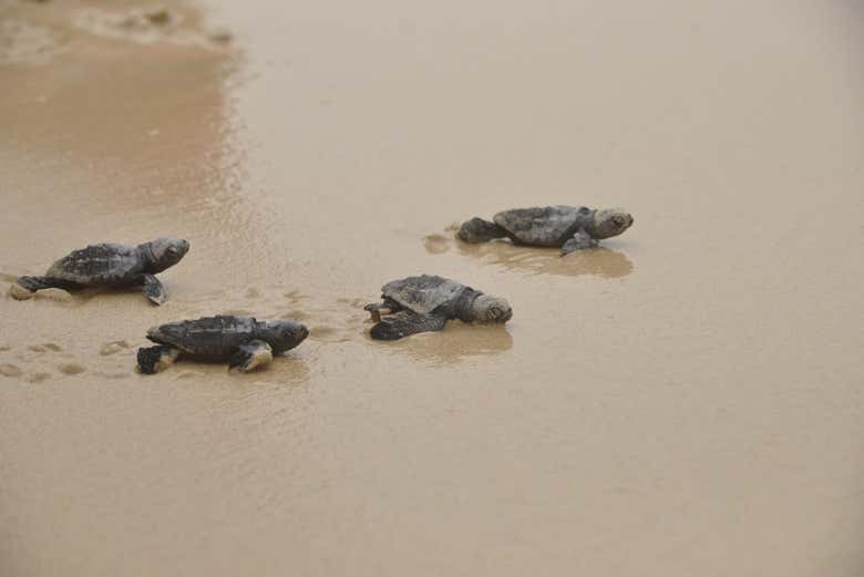 Tour por el noreste de Boa Vista + Playa de Ervatão