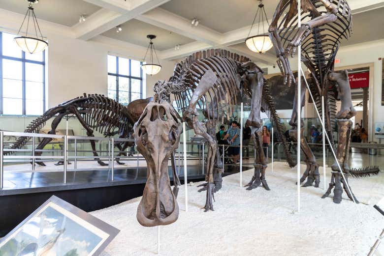 Entrada al Museo Americano de Historia Natural