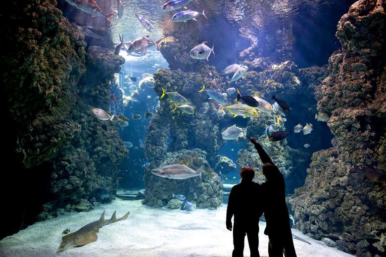Entrada al Museo Oceanográfico