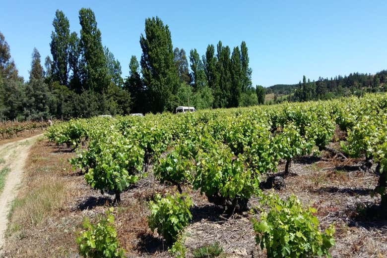 Tour de viñedos y bodegas por el valle de Itata