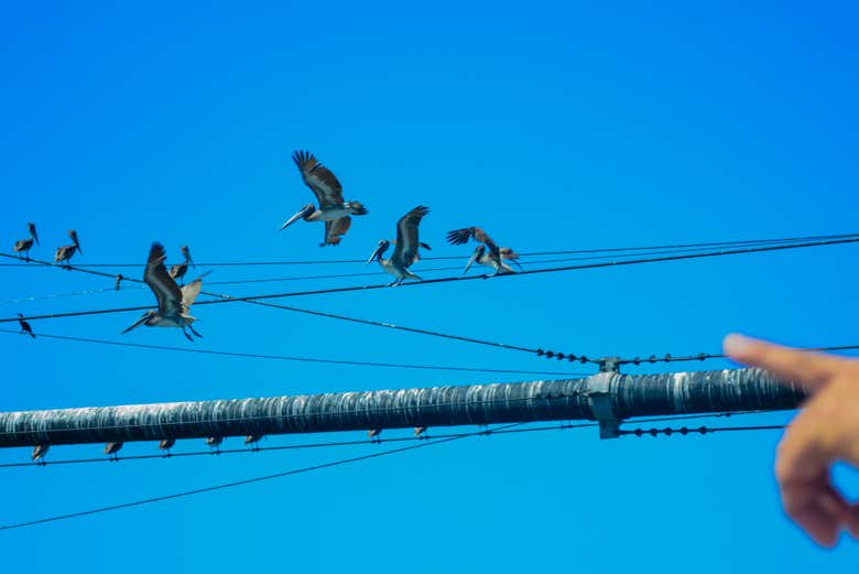 Avistamiento de aves en la Ciénaga Grande de Santa Marta