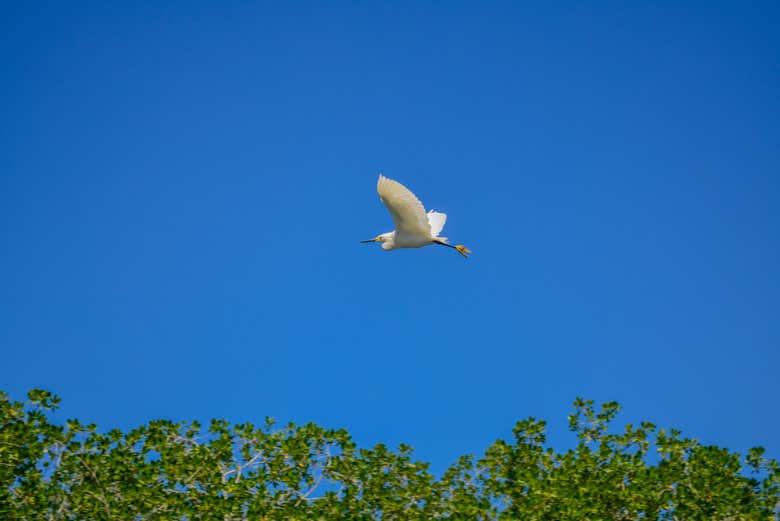 Avistamiento de aves en la Ciénaga Grande de Santa Marta