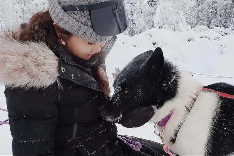 Paseo en trineo de perros husky