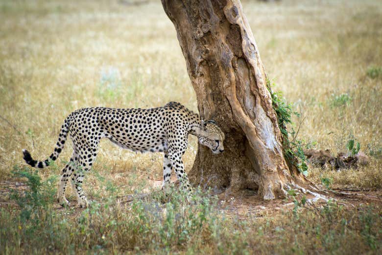 Safari de 6 días por Amboseli, Tsavo East y Tsavo West