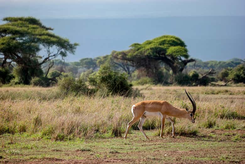 Safari de 6 días por Amboseli, Tsavo East y Tsavo West