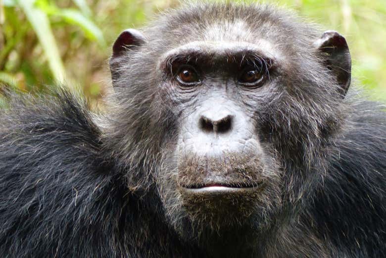 Safari de 5 días por el Parque Nacional de la Reina Isabel