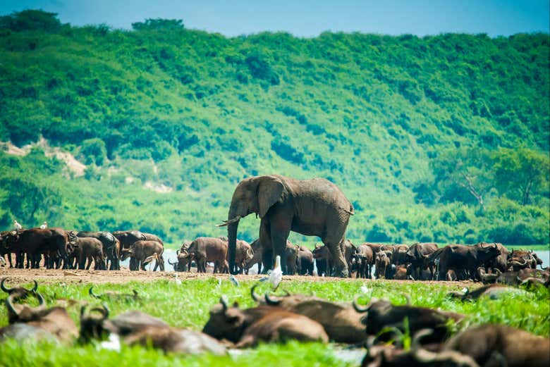 Safari de 5 días por el Parque Nacional de la Reina Isabel
