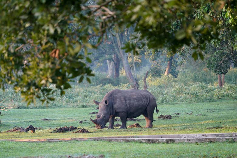 Safari de 3 días por las Cascadas Murchison