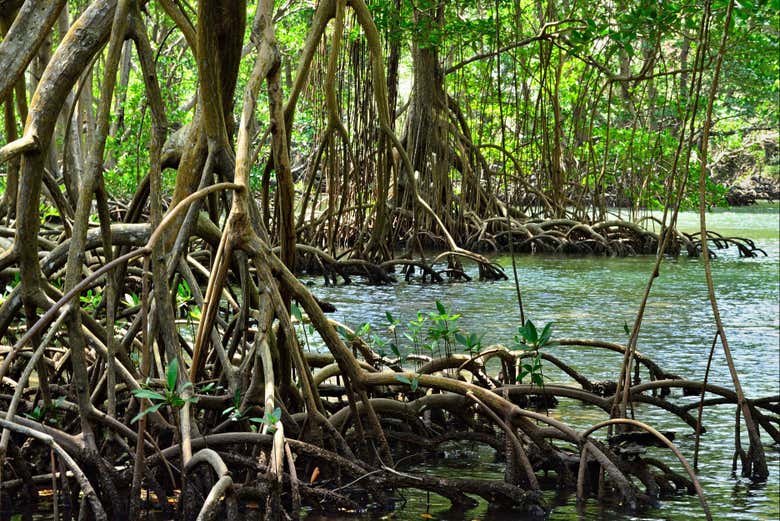 Excursión al Parque Nacional Los Haitises y Cayo Levantado - Galería 1