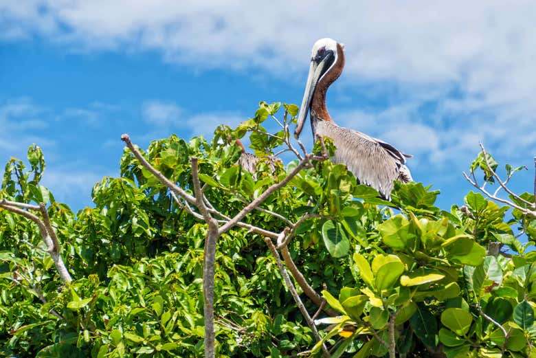 Excursión al Parque Nacional Los Haitises y Cayo Levantado - Galería 2