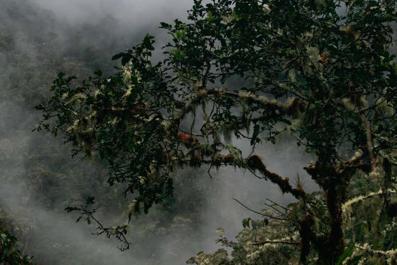 Senderismo por el Parque Nacional Yanachaga Chemillén