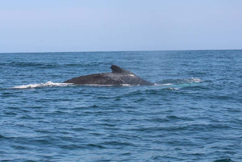 Avistamiento de ballenas y delfines en Punta Sal