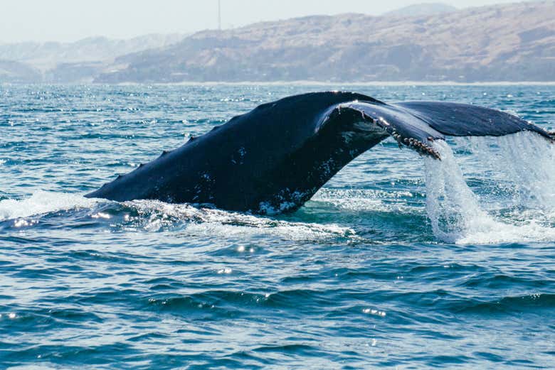 Avistamiento de ballenas y delfines en Punta Sal