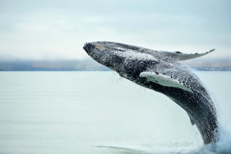 Avistamiento de ballenas y delfines en Punta Sal